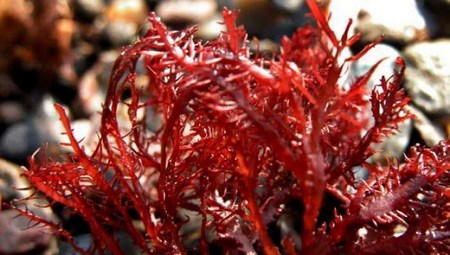 Красная водоросль Gelidium amansii