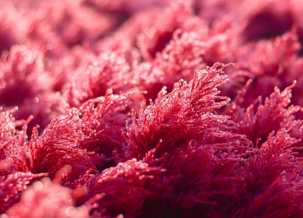 Красная водоросль Gelidium amansii